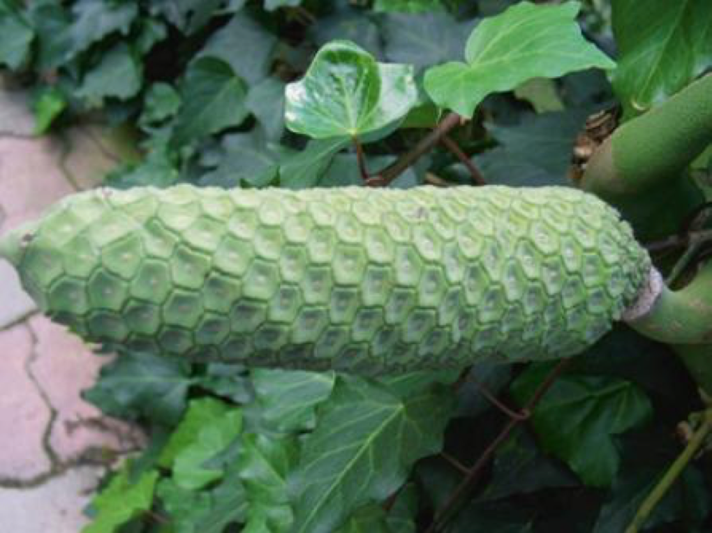 Monstera, czyli pikna i bestia > PAN Ogrd Botaniczny w Powsinie | BLOG