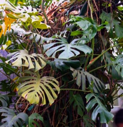 Monstera, czyli pikna i bestia > PAN Ogrd Botaniczny w Powsinie | BLOG