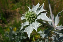 Mikołajek nadmorski