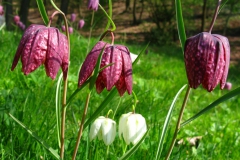 Szachownica kostkowata