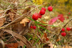 Konwalia majowa - owoce