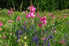 Groszek szerokolistny