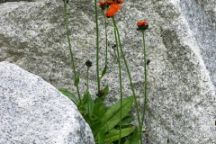 Jastrzębiec pomarańczowy