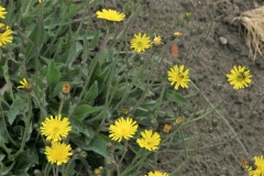 Jastrzębiec rozłogowy