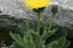 Jastrzębiec alpejski