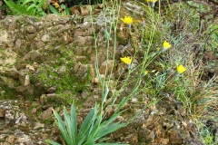 Jastrzębiec przewiertniowaty