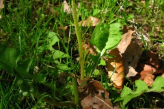 Mniszek – jeden z 350 gatunków