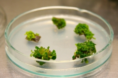 1. Obfita organogeneza pędowa na eksplantatach fragmentów liści sępolii Saintpaulia ionantha