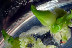 2. Organogeneza w kulturze in vitro rośliny cebulowej Muscari macrocarpum Sweet