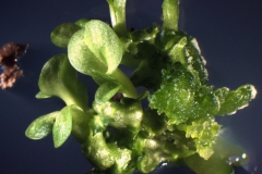 3. Regeneracja pędów w kulturze protoplastów goryczki Gentiana kurroo