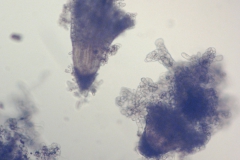 4. Spontaniczna regeneracja korzeni z protoplastów goryczki tybetańskiej Gentiana tibetica