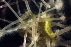 5. Korzenie zregenerowane na eksplantacie fragmentu liścia goryczki krzyżowej Gentiana cruciata