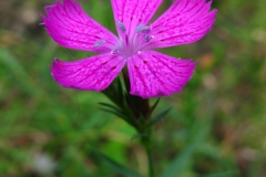 Dianthus collinus, goździk łysy
