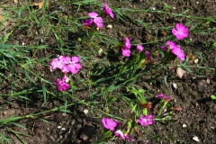 Dianthus collinus, goździk łysy