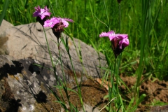 Goździk kartuzek skalny