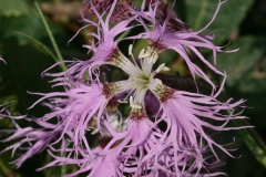 Dianthus superbus