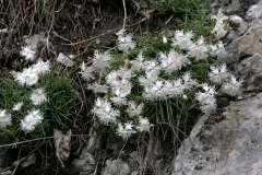 Goździk postrzępiony wczesny