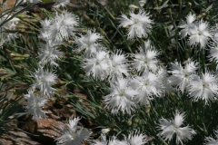 Goździk postrzępiony wczesny