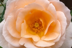 008_P1730231
