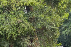 Kam_11