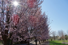 Reiwa Sakura Garden w Powsinie