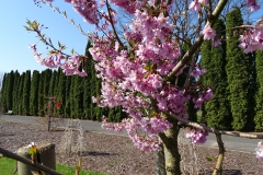 Fukuban asnofozamkiku