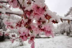 Hiromichi-Yamada_Hiroshima-Pref.-3