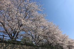 Kaori-Leece_Nogata-city-Fukuoka-Pref.