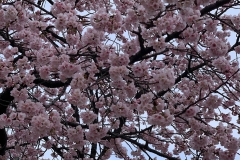 Keiko-Tsuzuki_Ohkannzakura-Nagoya-city-1