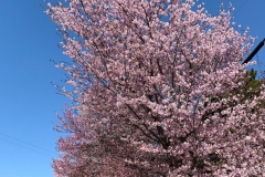 Ken-ichi-Nishimura_Eniwa-City-Hokkaido-2