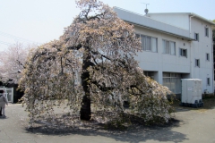 Midori-Kasaki_National-Institute-of-Genetics-Shizuoka-Pref.-2