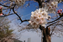 Sayoko-Nishimura_Kyoto-1