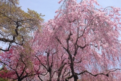 Shiogama-Shrine-Miyagi-Pref.