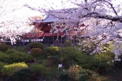 Takeshi-Yui | Ueno Park in Tokyo Kiyomizu Kan non-do