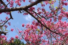 Tokie-Ohshiro_Okinawa-Pref.-3