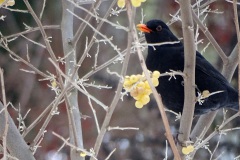 fot.-6.-Kos-DSC02153