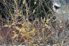 fot.5.-Ptasia-stolowka