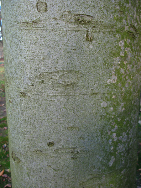 Kora buka zwyczajnego