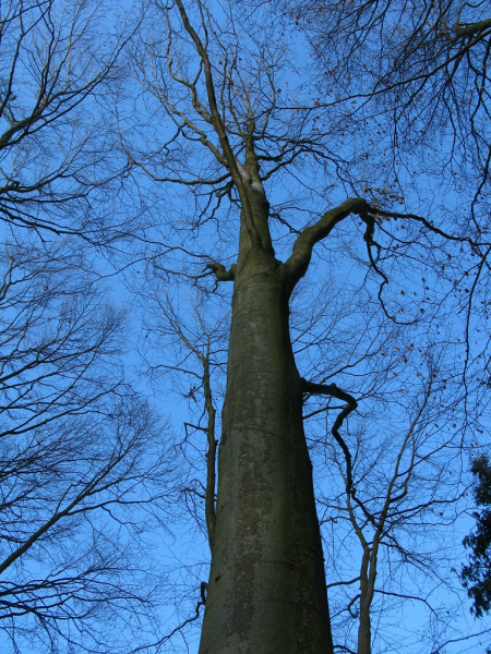 Pień buka z osią widoczną do wierzchołka
