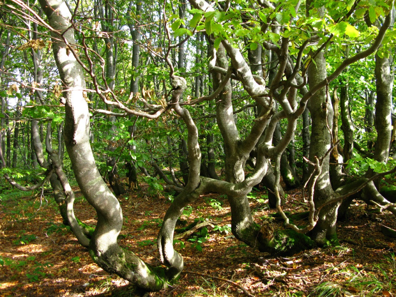 Buki krzywulcowe w Bieszczadach