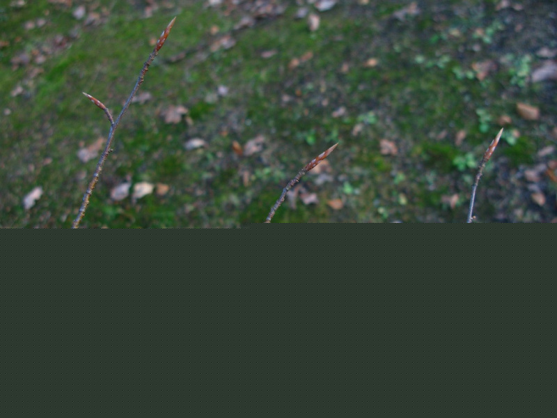 Gałązka buka z ostrymi pąkami liściowymi