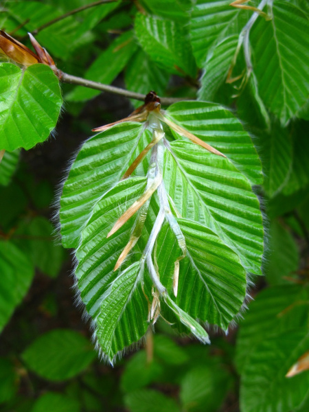 Młode owłosione liście