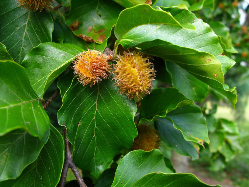 Starsze liście z bukwią