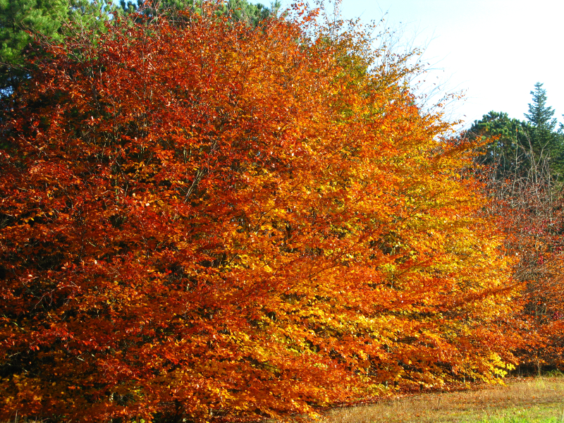 Buk w jesiennej szacie