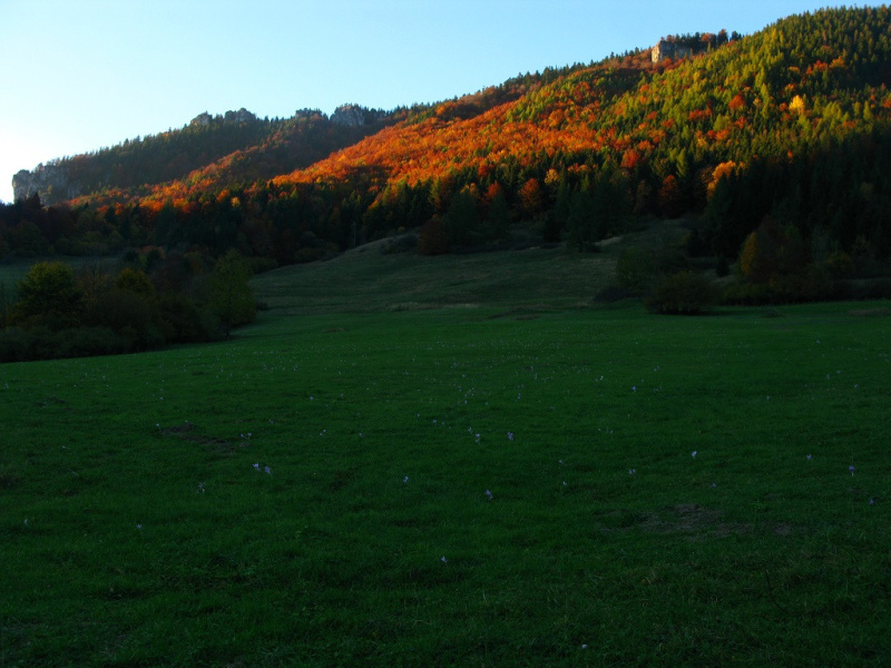 Buczyna we wschodzącym słońcu