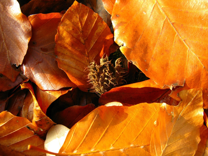 Opadnięte liście buka