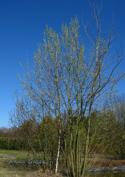 Wierzba iwa
