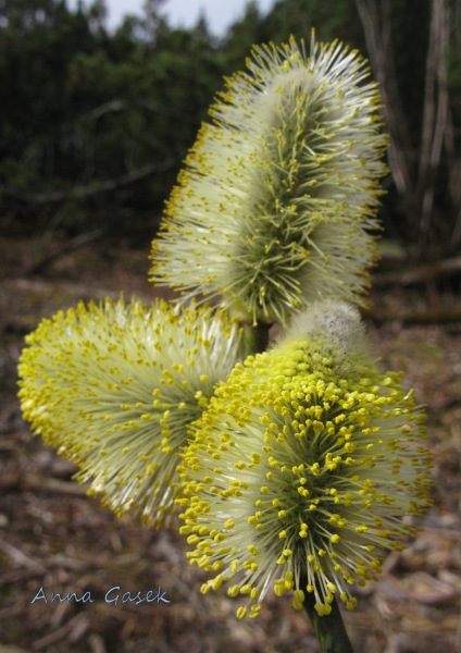 Kwiatostan kotka (bazia) wierzby iwy z kwiatami męskimi