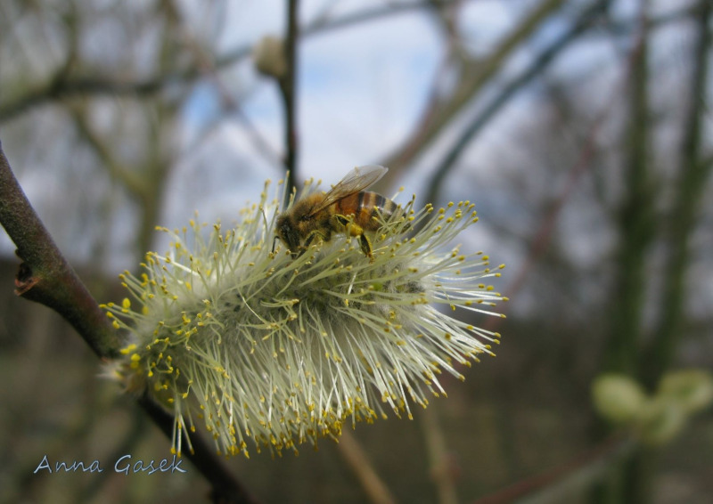 Nektar z kwiatów wierzby iwy to pierwszy pokarm dla owadów