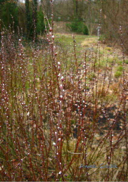 Wierzba rokita z nierozwiniętymi kotkami